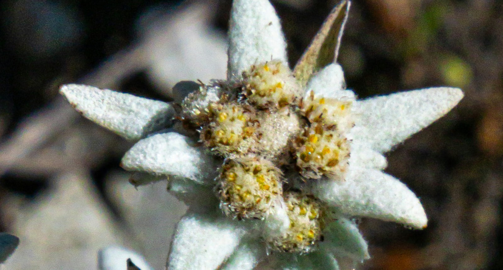 © Foto von Christopher Politano auf Unsplash